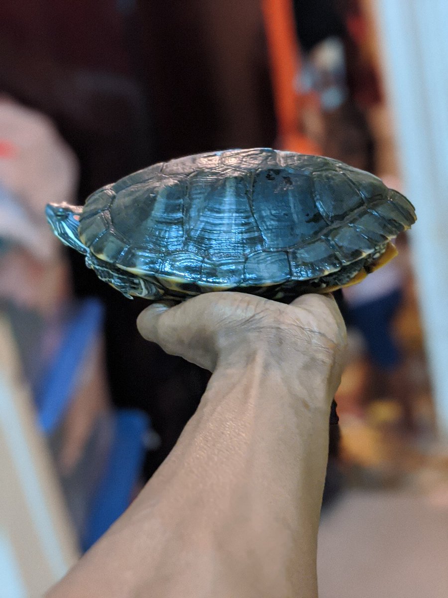 conleyfanclub's tweet photo. Happy Gday to my 9 year old Redd ๐๐พ #TurtleSage https://t.co/xJPMGax07Z