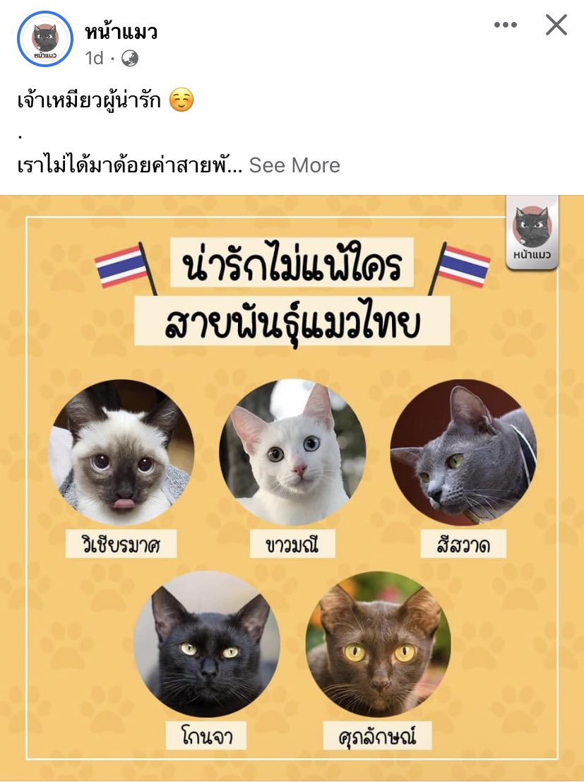 เมี๊ยวล์ 𓂃 🐱 tweet media