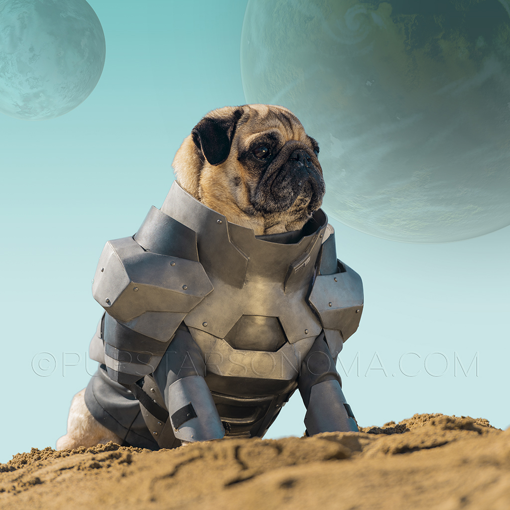 pupstarsonoma's tweet photo. Gurney Halleck 😎
#GurneyHalleck #DuneMovie #Dune #Pug #DunePuggies #JoshBrolin https://t.co/ADKWZpg5iM