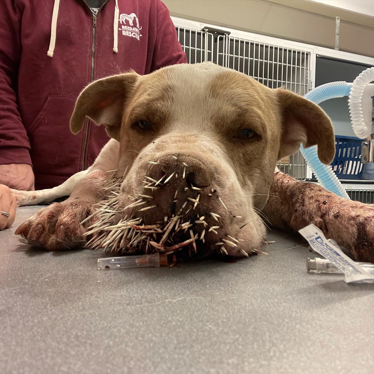 ParkerProjectSF's tweet photo. These sweet babes learned the hard way, and thanks to our amazing Vet, we made room for their sibling too. 
 
This past weekend - 230 surgeries &amp; 16 hour days
Let's do it again 💪

For weekly updates on our clinics, please follow https://t.co/s6dPQrxdEg https://t.co/cu5RQK9Cko