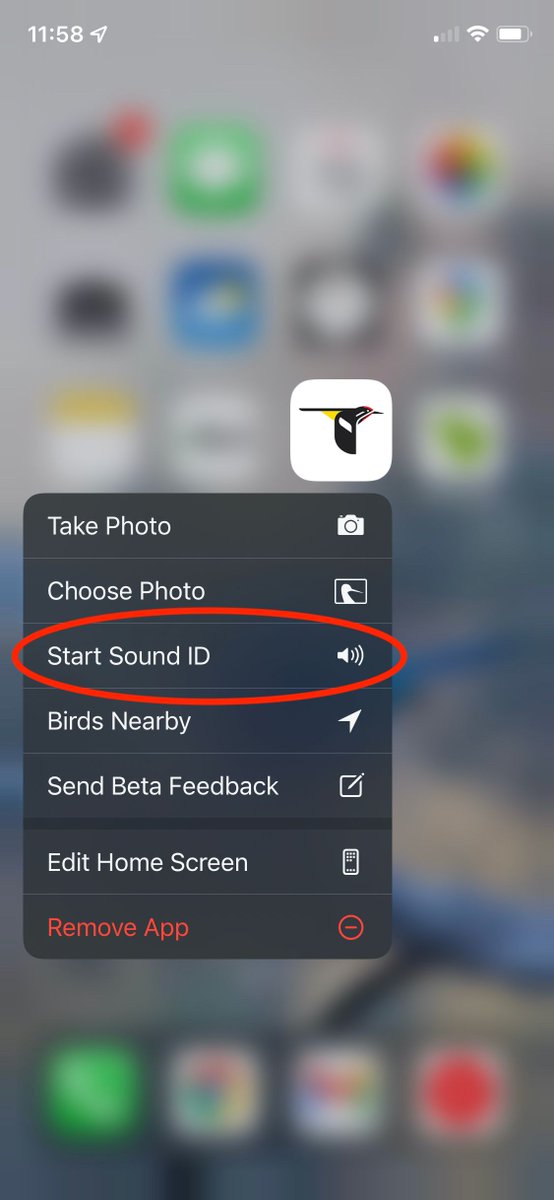 MerlinBirdID's tweet photo. Ever had a singing bird fly over your head that you couldn't whip out Sound ID fast enough to record? You can start recording immediately simply by long pressing the Merlin Bird ID icon on your home screen, then tapping "Start Sound ID." #birdsong #birdidentification #birds https://t.co/UufErtLXBv