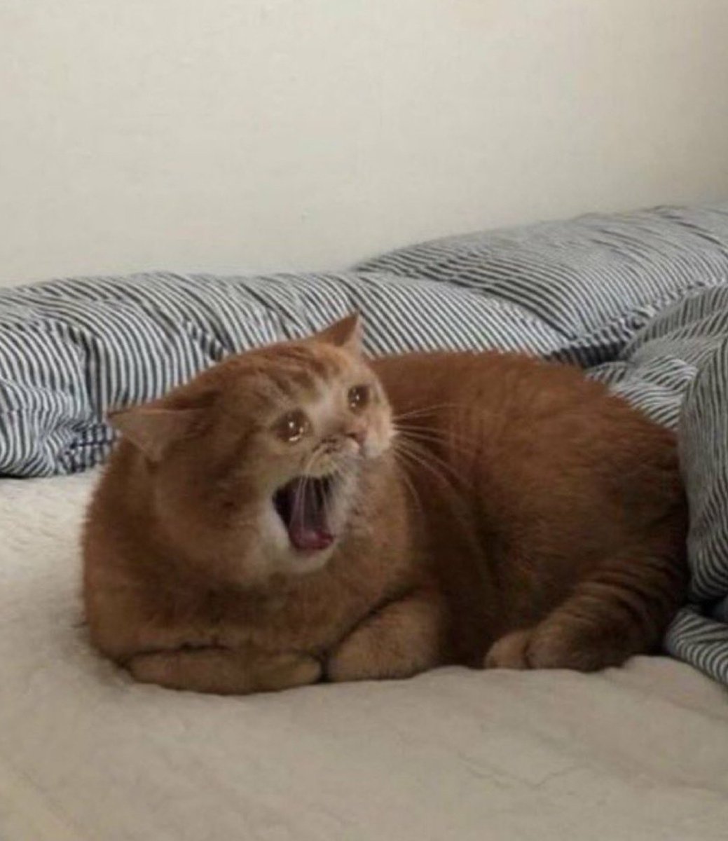 lizzy🩷 tweet media