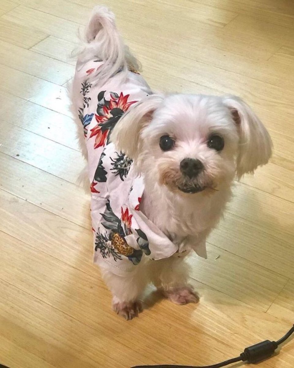 bamtseokjin_'s tweet photo. Para las que no saben Gureum es el otro perrito de Jungkook y el día de hoy en in the soop, nos compartio la noticia de que Gureum ya no puede ver más :((

@BTS_twt https://t.co/uP2HXPZYH6