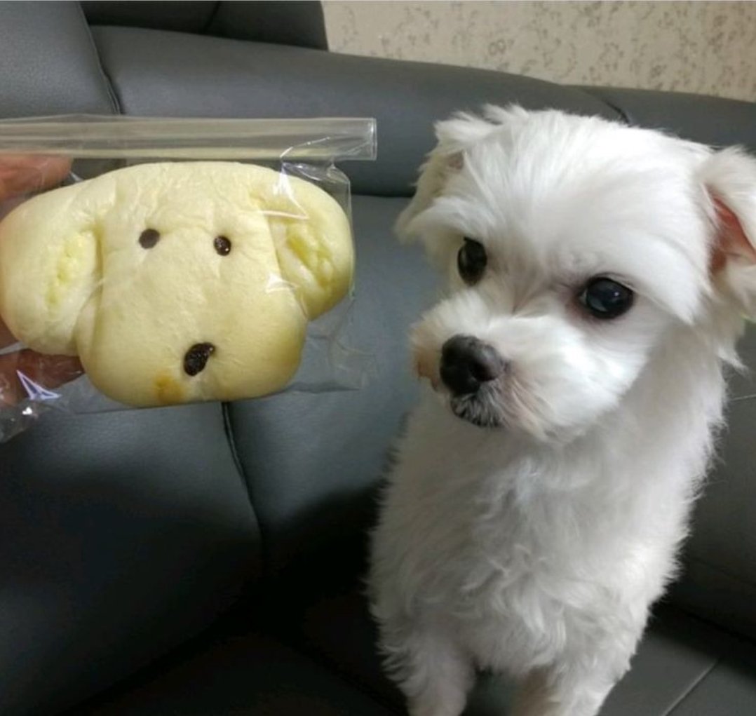 bamtseokjin_'s tweet photo. Para las que no saben Gureum es el otro perrito de Jungkook y el día de hoy en in the soop, nos compartio la noticia de que Gureum ya no puede ver más :((

@BTS_twt https://t.co/uP2HXPZYH6