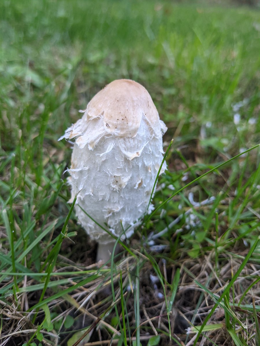 suburbanjungle_'s tweet photo. Wispy little mushroom trio

1. Shaggy mane 2. Mica cap. 3. Maybe Psathyrella sp.? https://t.co/GjuM6Y9soI