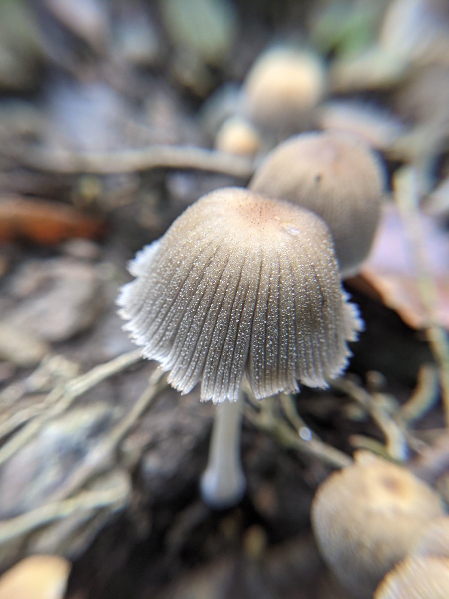 suburbanjungle_'s tweet photo. Wispy little mushroom trio

1. Shaggy mane 2. Mica cap. 3. Maybe Psathyrella sp.? https://t.co/GjuM6Y9soI