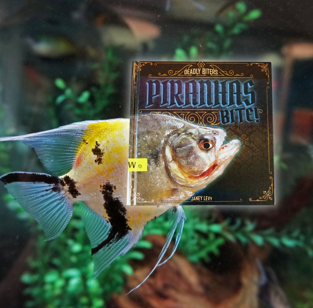 lincolnwoodlib's tweet photo. #BookFaceFriday this week imagines our fish tank with some slightly more feisty inhabitants! #PiranhasBite #Fish #Books #Piranha #BookFace #BookFish #LibraryBooks https://t.co/4z61MrGbsP