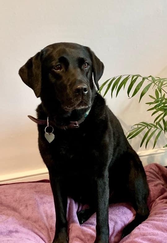 ***URGENT*** #MissingDog Female Black #Labrador called Zara. Missing 6pm Thursday 21st October in #Hasketon #Suffolk Very out of character, friendly and loving, much loved family pet. Please call 07711 859326 facebook.com/1086050702/pos… 

#LostDog #DogsofTwittter