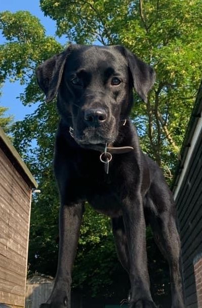 SAMPAuk_'s tweet photo. ***URGENT*** #MissingDog Female Black #Labrador called Zara. Missing 6pm Thursday 21st October in #Hasketon #Suffolk Very out of character, friendly and loving, much loved family pet. Please call 07711 859326 https://t.co/vdg0xUIlXo 

#LostDog #DogsofTwittter https://t.co/6FBt7Dt3Iw