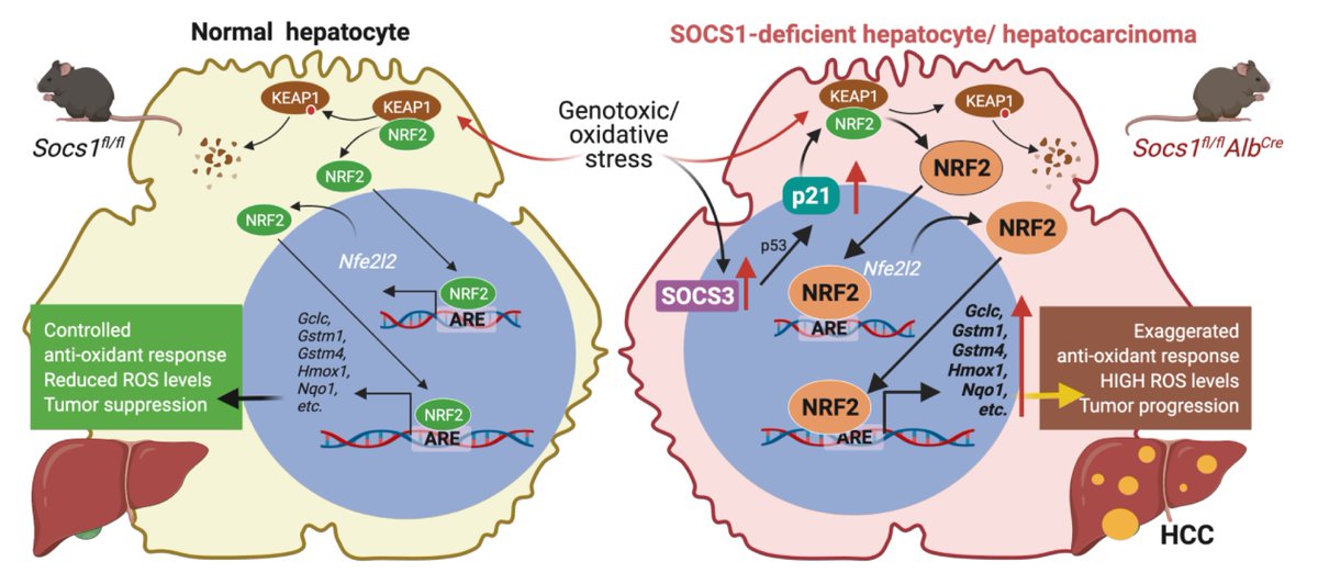 DavidP_Labbe's tweet photo. Take a look at our recent preprint on SOCS3-mediated activation of p53-p21-NRF2 axis and cellular adaptation to oxidative stress in SOCS1-deficient #hepatocellular carcinoma in collaboration with Subburaj Ilangumaran at @usherbrooke and @cellimmunoUdeS! https://t.co/lmCJ9DQyP7 https://t.co/JkNCDMYdQw