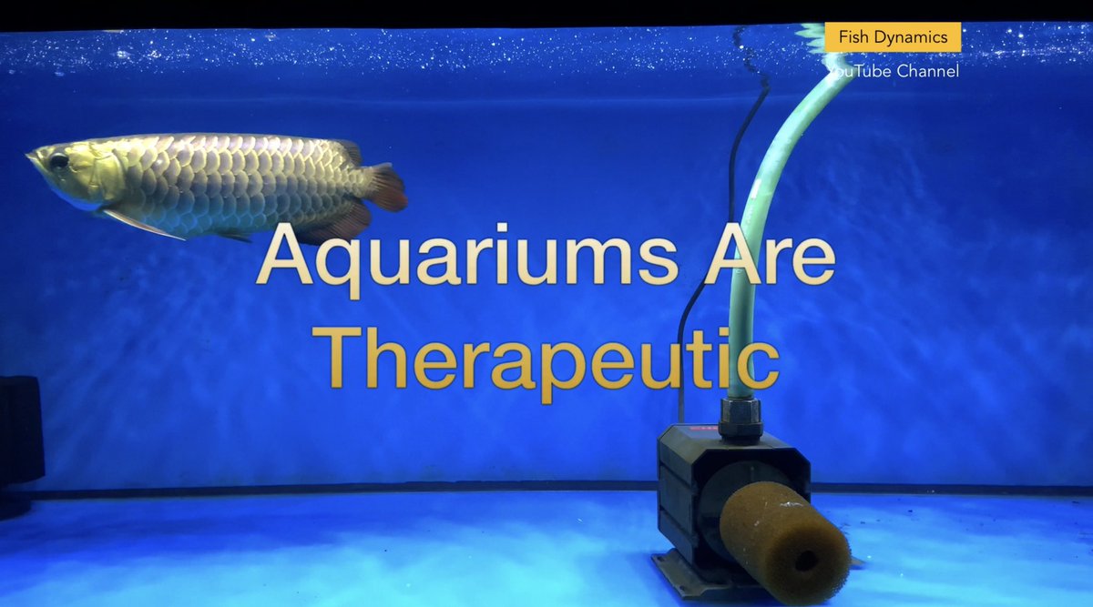 Fish_Dynamics's tweet photo. New Video Upload YouTube Channel https://t.co/hJghaoRnRN #arowana #arowanafish #arwana #arwanasuperred #arwanaindonesia #arwanagoldenred #monsterfish #monsterfishkeeper #monsterfishkeepers #aquariumtank https://t.co/lmBAfWplpA