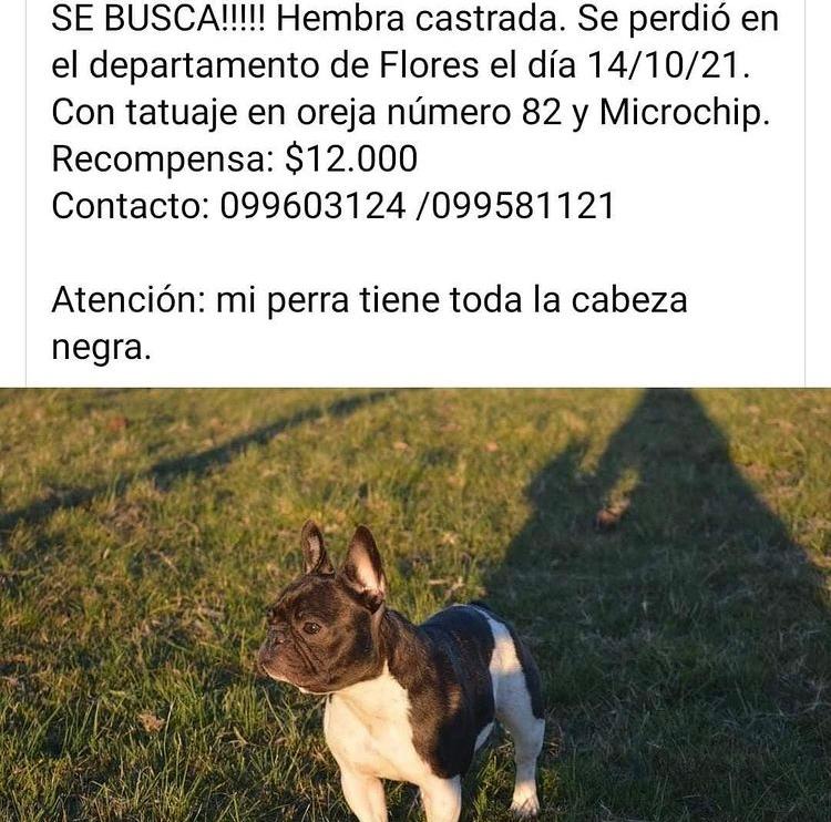 SebasGiovanelli's tweet photo. Hay una familia muy preocupada por recuperar a su perrita. ¿Los ayudamos? RT https://t.co/sswycEfBVp