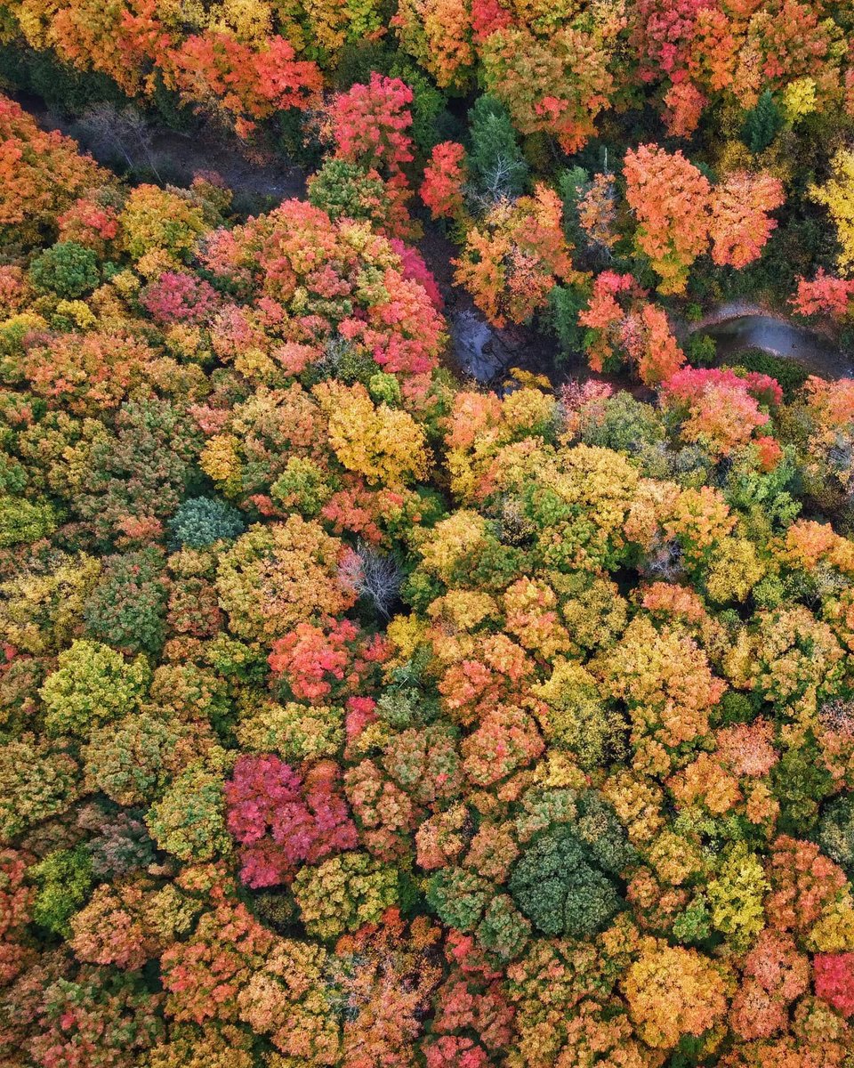 Fall breeze and autumn leaves 🍂 Where's your favourite place to see fall colours? Here are a couple of our apple country suggestions: Metcalfe Rock, Bruce Trail Loop, Clendenan Dam and Beaver River Trail, Old Baldy Conservation Area. 
📸 @camerawanderlust