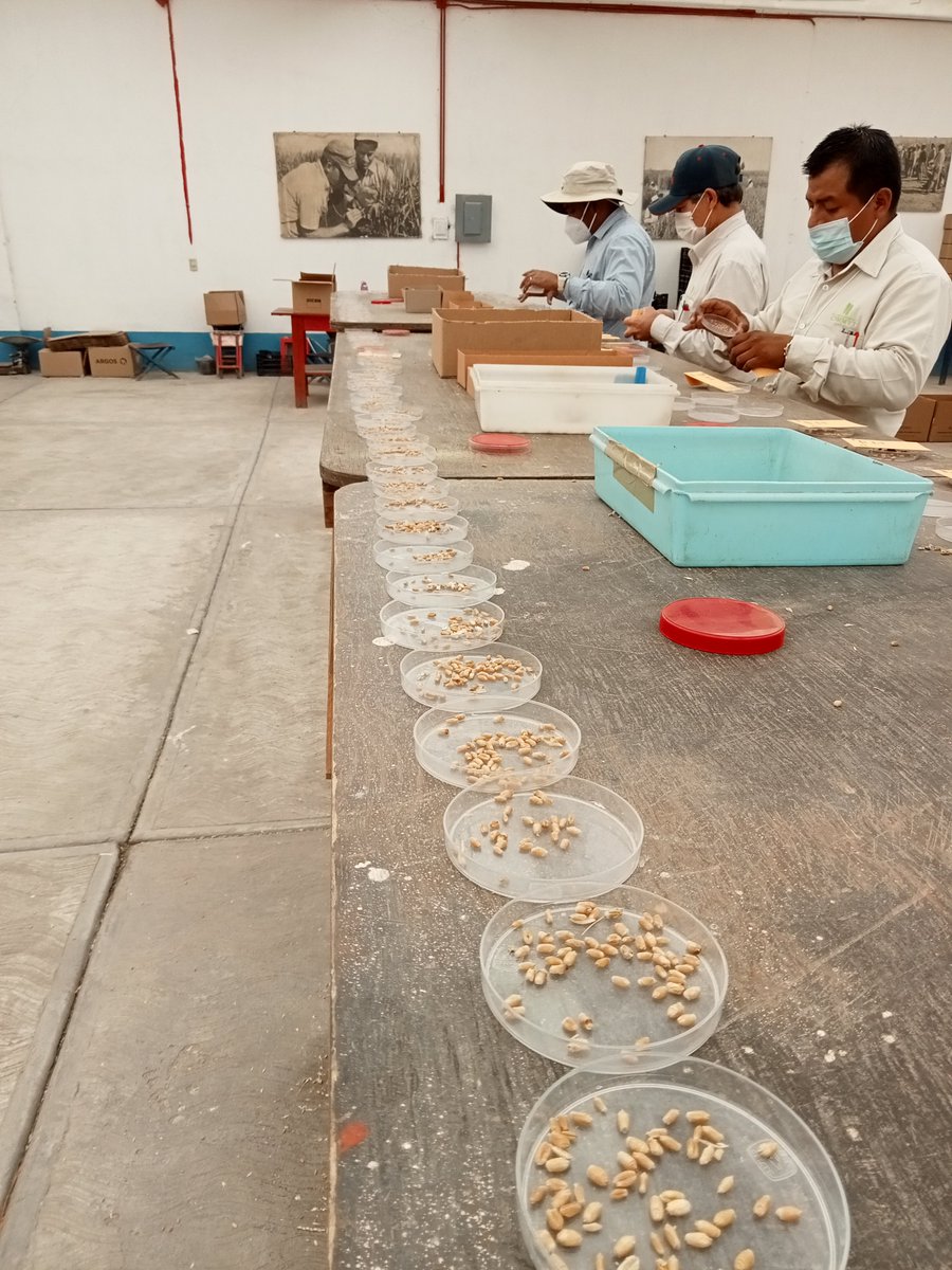 AlisonRBentley's tweet photo. It's tough to make it through seed selection! Following field assessment under natural disease pressure in the field in Toluca the @CIMMYT wheat breeding team further select on grain &amp; only the best proceed. Great to join @WheatVelu &amp; team to see this in action #VirtualWheatTour https://t.co/luMeJFziw7