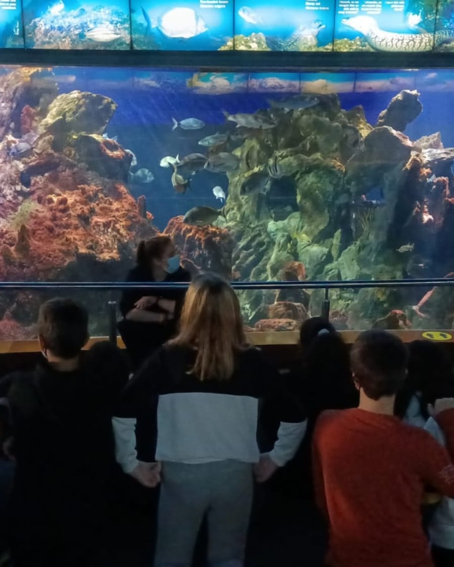 epiasabadell's tweet photo. ESTUDIEM ELS INVERTEBRATS
Avui els alumnes de 1r d'ESO hem visitat l'Aquàrium de Barcelona on hem realitzat un taller relacionat amb els invertebrats.
#1RESOPIASABADELL
#SECUNDÀRIAPIASABADELL https://t.co/rzh5hWYVER