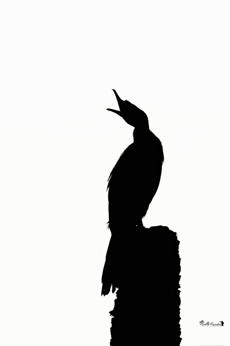 avinashpc6's tweet photo. Silhouette ❤️ Little Cormorant
Please check out my @opensea collection "The Art Of Lights And Shades" for more interesting Silhouette images.
https://t.co/FAoO4UHIpP

@Wildlife_NFTs @NFTMalayali 
#NFTCommunity #NFTartist #nftcollector #NFT #nftart #NFTcollectibles #nftcollectors https://t.co/7nrbtiTPzZ