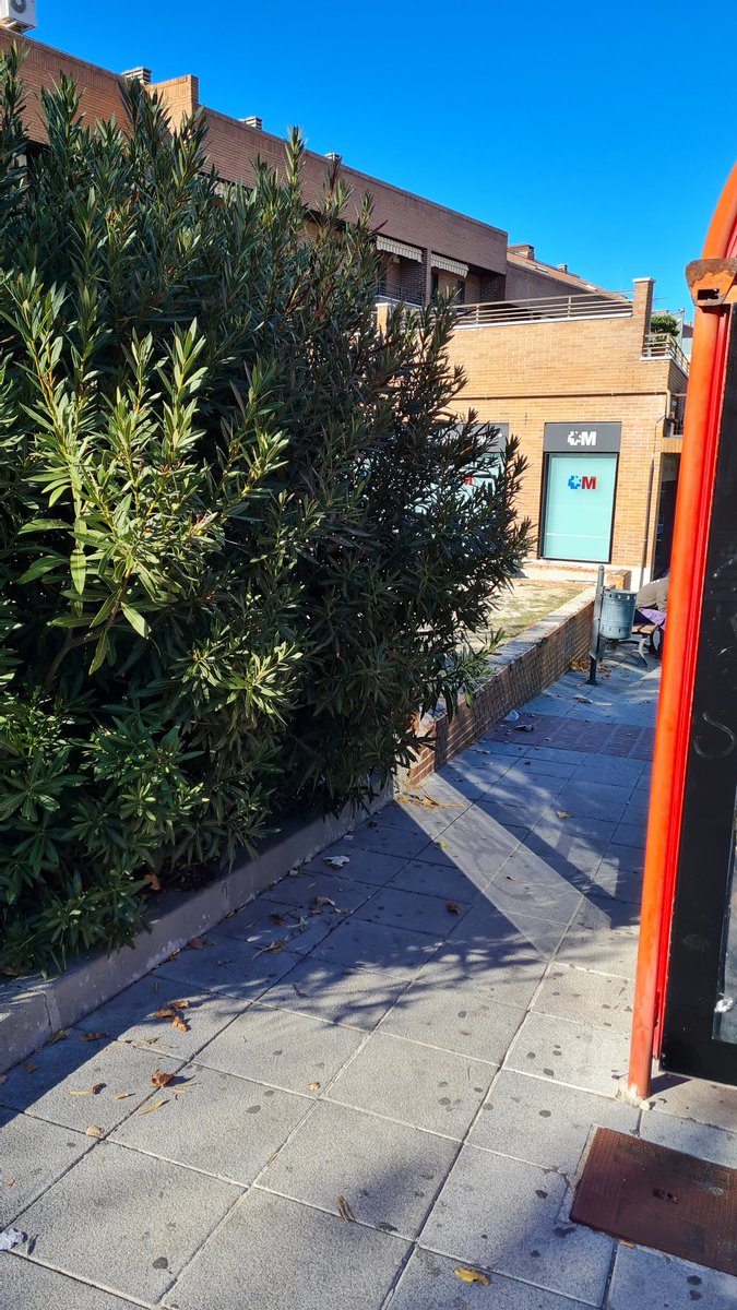 HelenaVignau's tweet photo. @Aytovilladeodon se podrían cortar estas adelfas? Llevan ahí años y no veo que se poden... entre la parada de bus y las ramas , no se puede ni pasar...además de lo sucio y mal cuidado que esta ese esquinazo... https://t.co/VVzljsNXGc