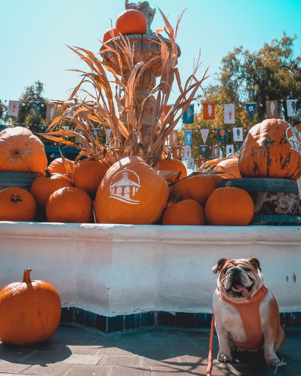 WestinGaslampSD's tweet photo. Feeling the Fall vibes over at @SeaportVillage. Grab a spooky sweet treat from @seaportfudge or an OktoberHess from @mikehessbrewing and enjoy a seaside shopping spree with discounts - a benefit of our guests' destination amenities. Photo Credit: cannoli_bulldog https://t.co/ffvs4IoOPx