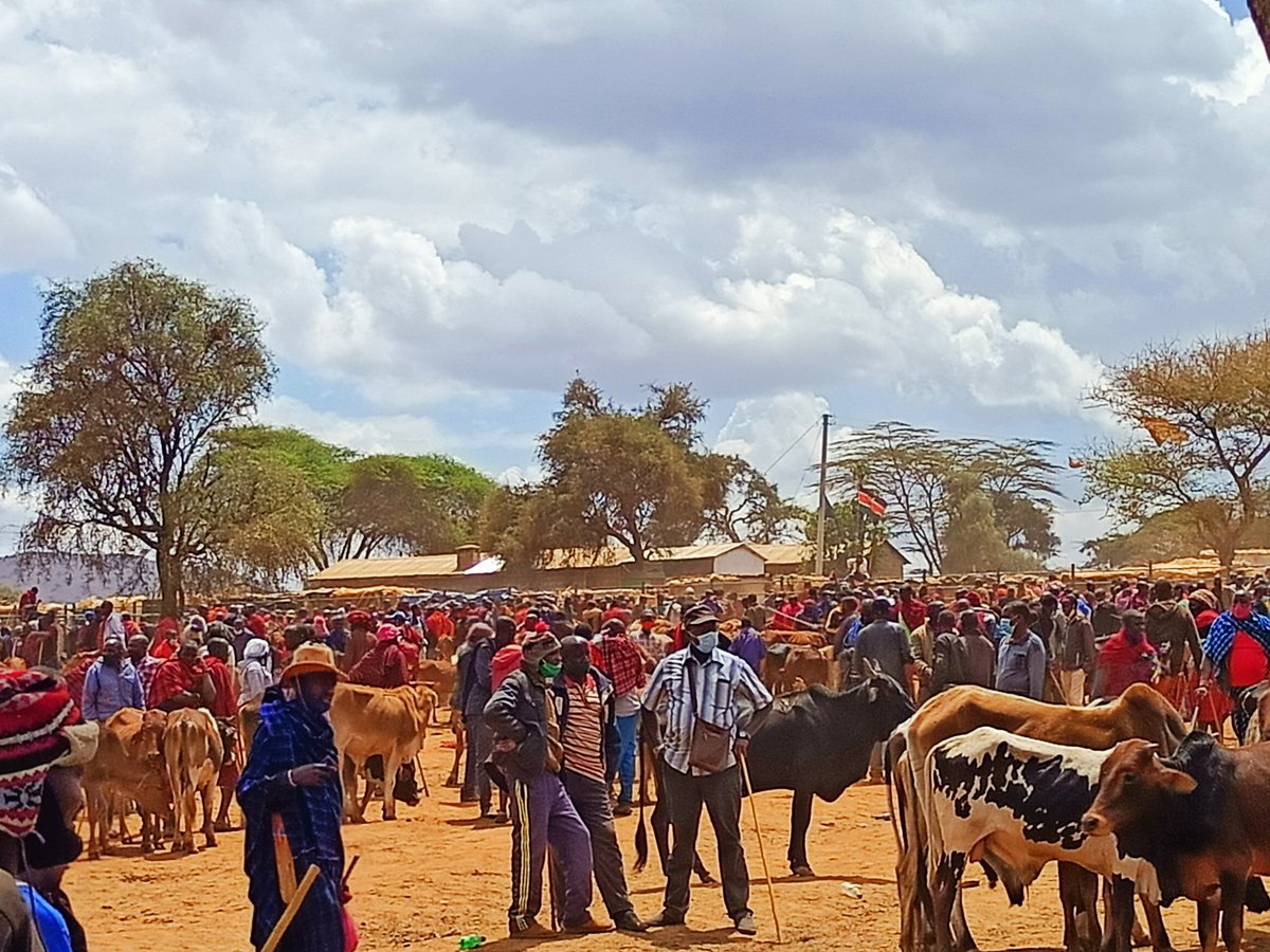 sarahkimani's tweet photo. We're in Kajiado county where the ongoing drought has forced the Maasai to sell their cattle at throw away prices. https://t.co/EKb84Di7kh