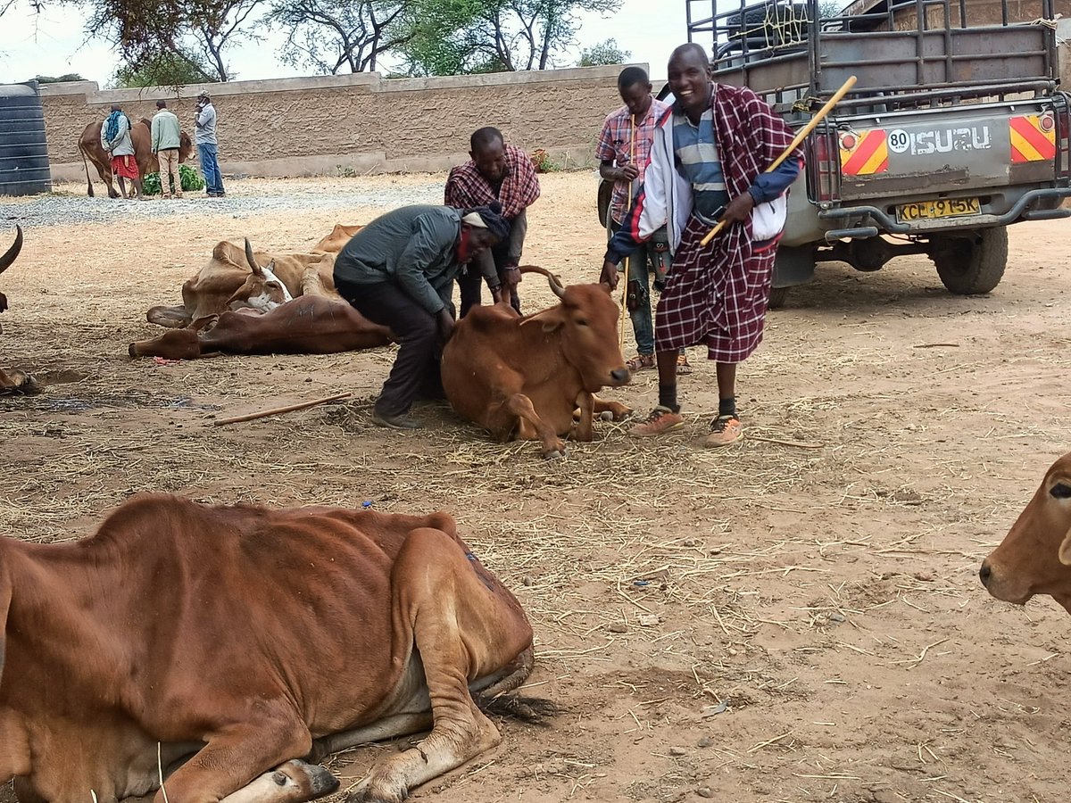 sarahkimani's tweet photo. We're in Kajiado county where the ongoing drought has forced the Maasai to sell their cattle at throw away prices. https://t.co/EKb84Di7kh