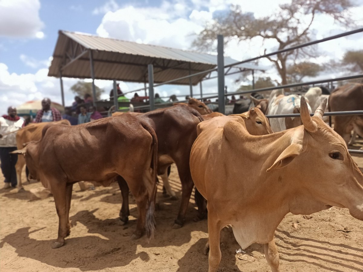 We're in Kajiado county where the ongoing drought has forced the Maasai to sell their cattle at throw away prices.