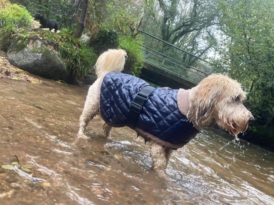 RoyDogBehaviour's tweet image. A wet week for the Ruffwalkers team 🐾

#dogwalking #dogbehaviour