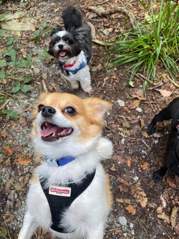 RoyDogBehaviour's tweet image. A wet week for the Ruffwalkers team 🐾

#dogwalking #dogbehaviour