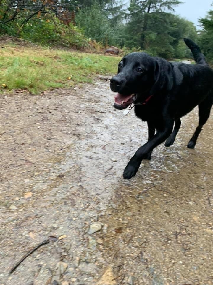 RoyDogBehaviour's tweet image. A wet week for the Ruffwalkers team 🐾

#dogwalking #dogbehaviour