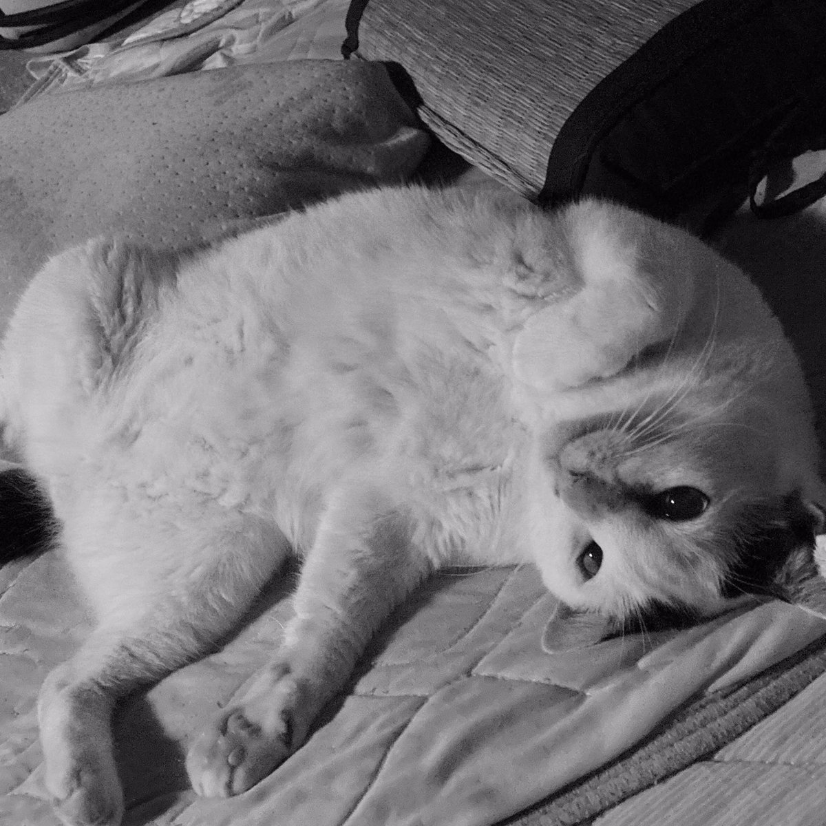 umineko_syouten's tweet photo. この世にうちの猫（たち）以上に可愛い生き物がいるのだろうか。いやいない！と思って毎日生きている幸せ。 https://t.co/bIwmgLbxMl