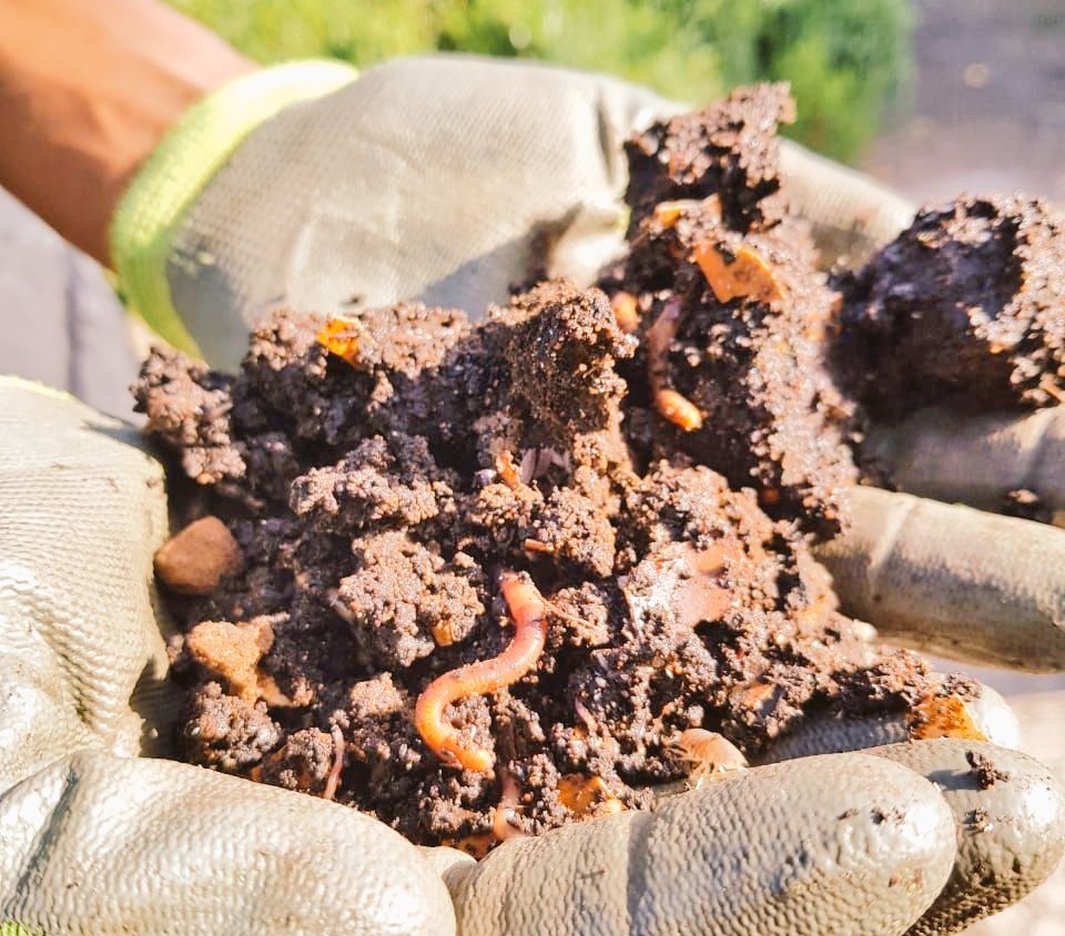 talktosubhransu's tweet photo. There are 2,700 kinds of earthworms. 1 acre of land can hold a million earthworms🪱. Let's celebrate these ecologically vital & under-appreciated animals who keep our soil alive & fertile 🪱
#EarthwormsAreImportant #SoilBiodiversity #WormDay🪱 https://t.co/byrmZvAoao