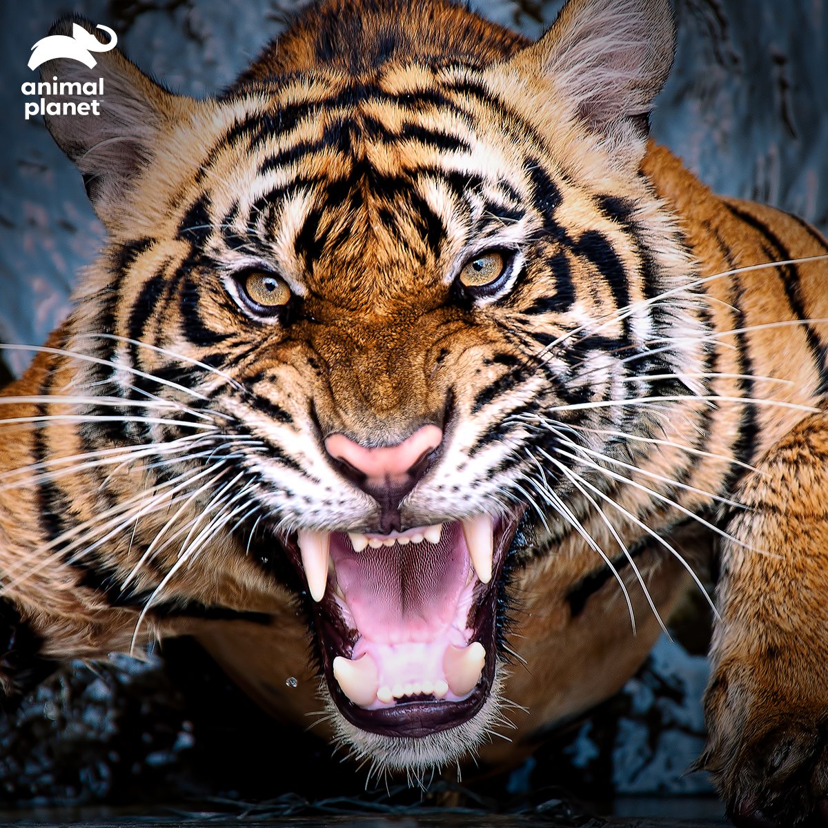 AnimalPlanetIn's tweet photo. Tigers are the most vengeful animals on the planet. They will take revenge on those who have wronged them.
#TigerTrivia https://t.co/8S4YEDyr3r