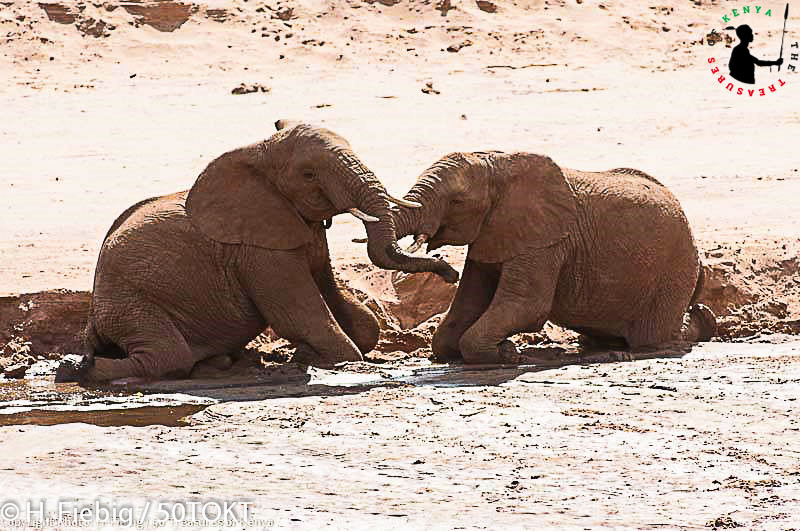 Treasures_Kenya's tweet photo. Spending time on the riverbanks of Ewaso Nyiro River watching the gentle giants exhibiting obvious pure bliss in their fun and games sessions never ceases to awe and amaze 😍🐘🐘👣🐾
#ShotsOfKenya #WildlifeCrush  #MagicalKenya #RediscoverTheMagic #TreasureKenya #TembeaKenya https://t.co/5pSLSbJ2GD