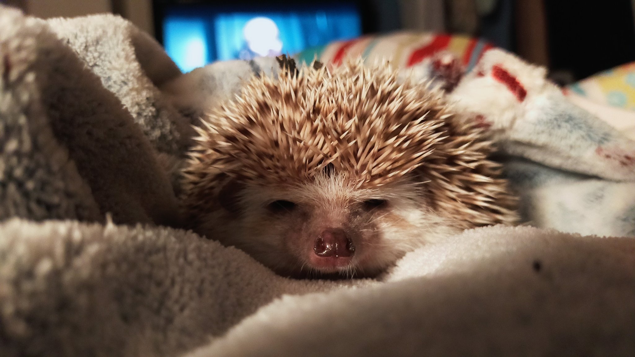 暖簾 ハリネズミ 限定価格セール 暖簾 ハリネズミ 限定価格セール