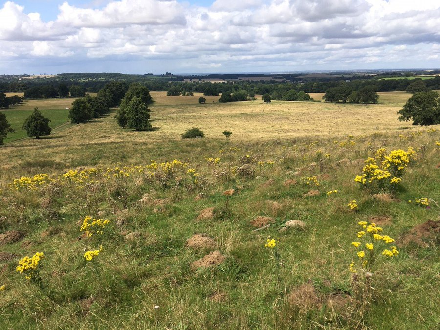 Looking for a PhD on ant ecology with an applied slant? Check out our new project on ants as ecosystem engineers: using ants to promote biodiversity, with @VolatilesRed and @nationaltrust @BiologyatYork, working at this beautiful fieldsite! Please RT
