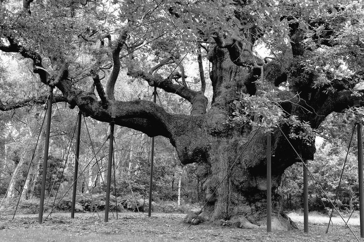 Дуб широколиственный. Старое дерево в лесу. Старые дубы в лесу. Шервудский лес дуб робин гуда. Шервудский лес, ноттингемшир, англия.