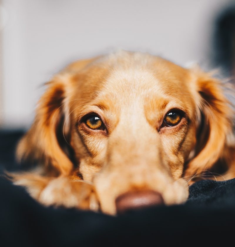 Ever wondered if your dog has a food allergy? Well, we've written a post to share the signs to keep an eye out for!

bounceandbella.co.uk/signs-your-dog…