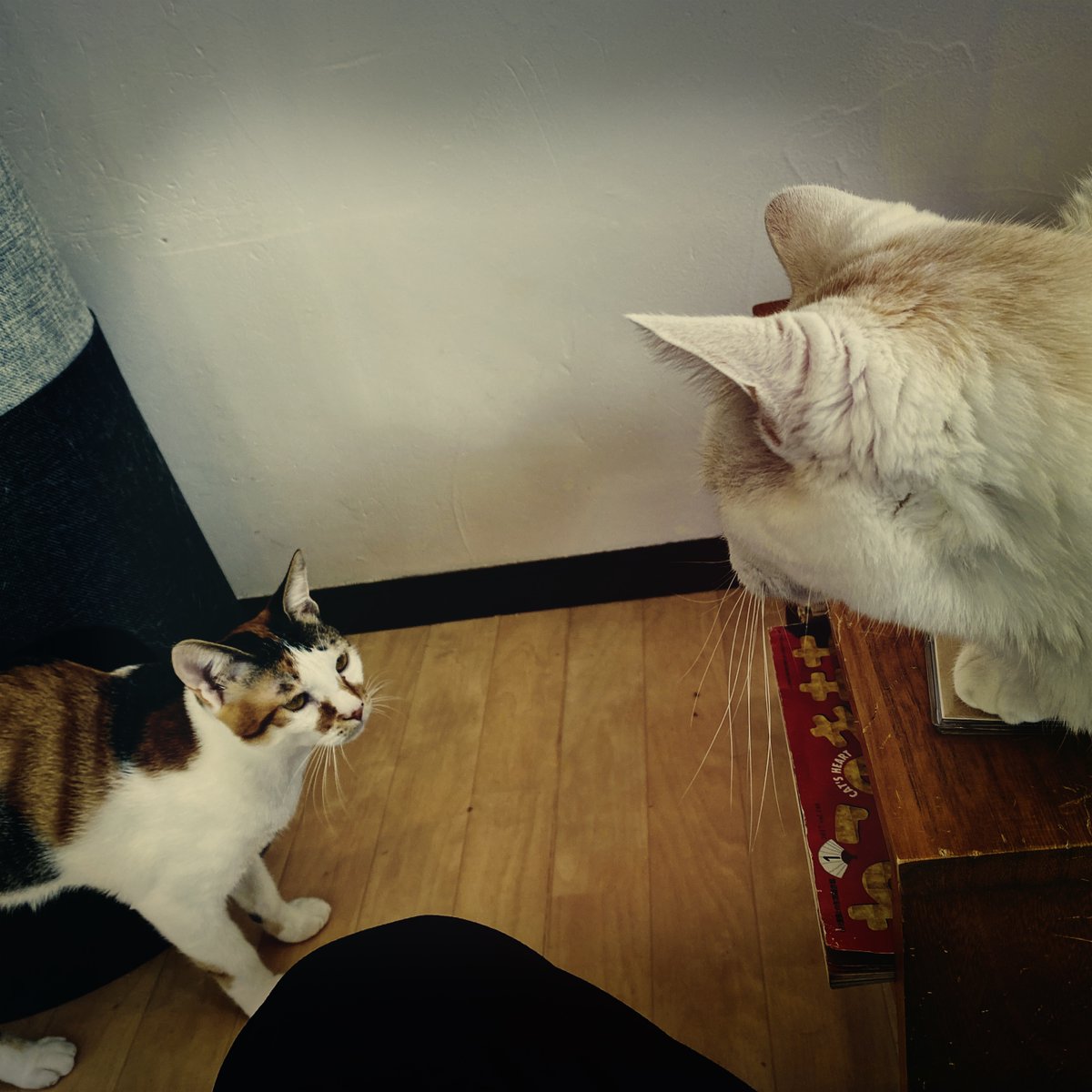 obi_wan_eclipse's tweet photo. Seniority rule. #猫式 #cat #ShotoniPhone #Hipstamatic #Doris #Indus19 #JollyRainbo2X https://t.co/BLi59eTJag