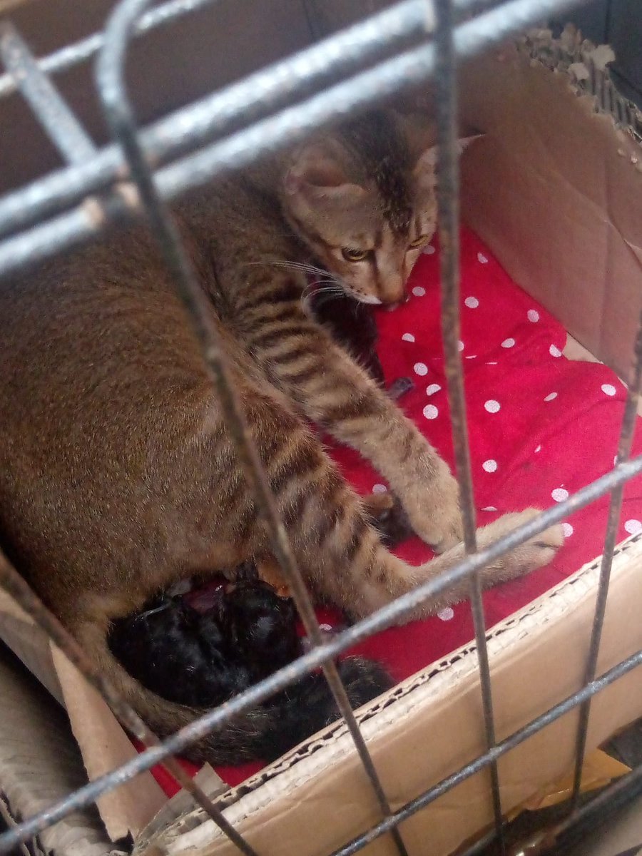 aiuger's tweet photo. Aku mau ngelapor kalo bubu udah lahiran, ada 4 anak xixi🥺 https://t.co/pYJmZIKcTL