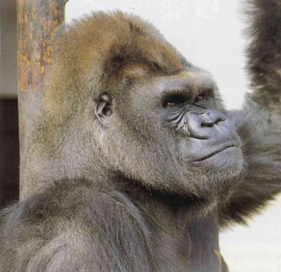 ゴリラ「ケンタ（1977～2016）」「ヤスコ（1977～2003）」 王子動物園
