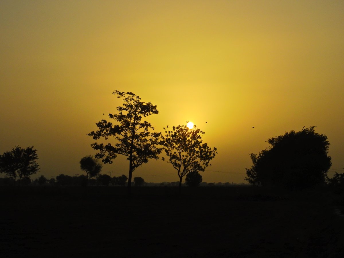 mmatalpur's tweet photo. #SunSetAndTrees
Not to ignore the Birds on Electric wires https://t.co/IoQCzuBw1a