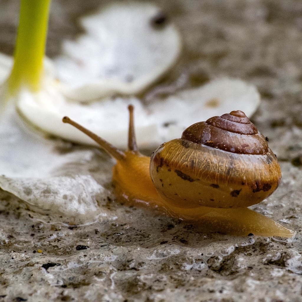 misterbemtevi's tweet photo. Se mudando pra um lugar melhor 🤭🥰🐌🌸
#canonsx50#canonsx50hs #caracol #lesma #molusco #moluscos #concha #snail #snails #snailsofinstagram #macro #macrophotography #closeup #zoom #wildlife #vidaselvagem #jardim #garden #flor #flores #shell #picoftheday… https://t.co/RiXDzmP4sQ https://t.co/VUc2wG4U4h