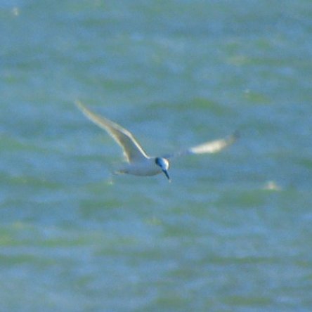 OareMarshes's tweet photo. #Dungeness yesterday. Lots of #Terns #Guilemot #GCGrebe #Gannet #Cormorant #RTDiver #Porpoise, the sea was full of different birds, some small fast flying #Auks? Considering that i went there #Seafishing...it turned into a brilliant day sea watching. https://t.co/dJVf5Qz0R7