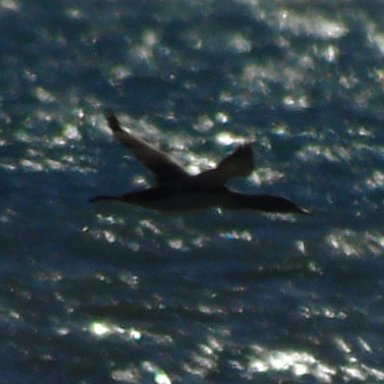 OareMarshes's tweet photo. #Dungeness yesterday. Lots of #Terns #Guilemot #GCGrebe #Gannet #Cormorant #RTDiver #Porpoise, the sea was full of different birds, some small fast flying #Auks? Considering that i went there #Seafishing...it turned into a brilliant day sea watching. https://t.co/dJVf5Qz0R7