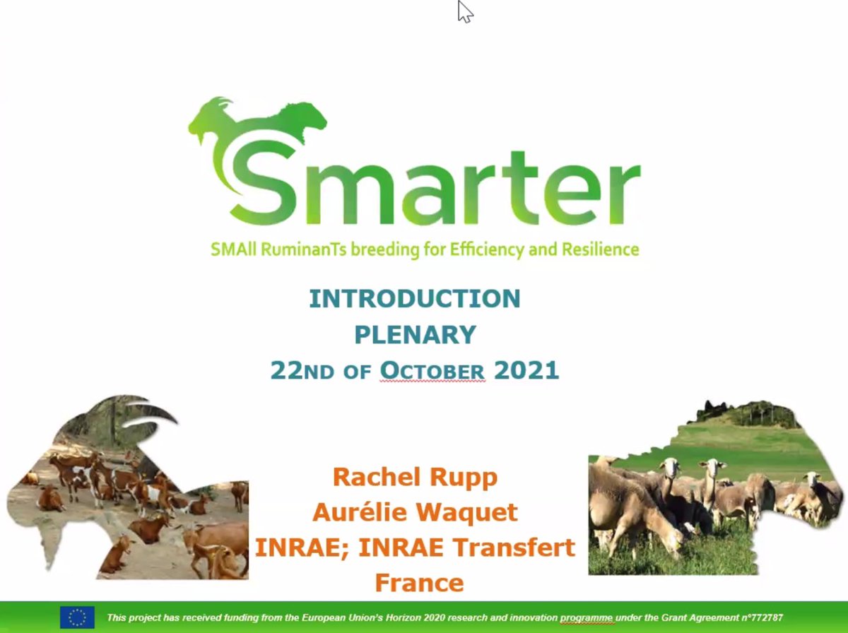 SmarterprojectE's tweet photo. SMARTER Annual Meeting #Plenary Session was held today with 60 attendees! πͺ Thanks to all participants! π©βπ»π§βπ»
#H2020 #smallruminant #efficiency #resilience https://t.co/H39kxedQT2