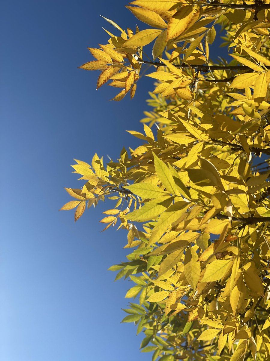 FSBaku's tweet photo. Have you seen our latest reel on instagram? Click the link below to embrace golden Autumn together with us💛 

https://t.co/oheK1vZwk5 https://t.co/Ic3UNhMAHR