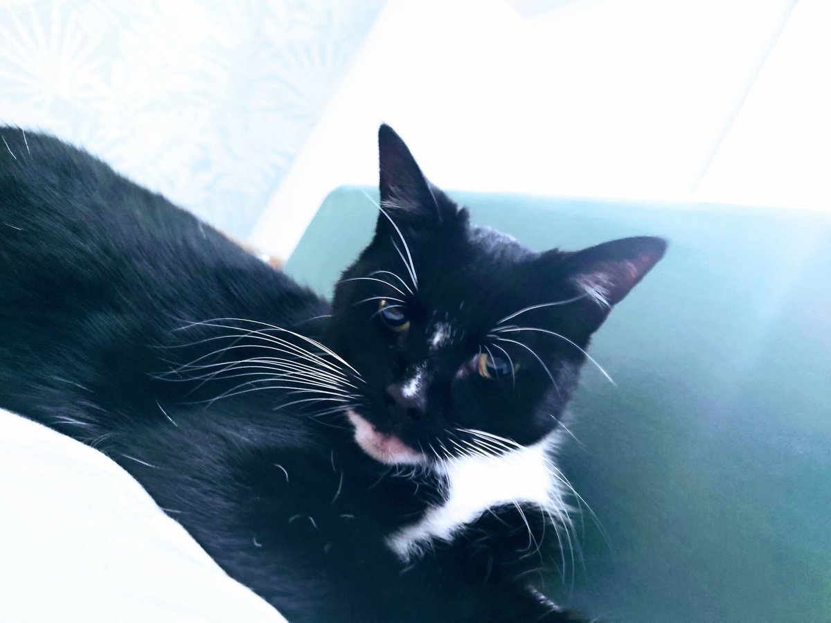 Happy perfect pussycat Friday everyone. Tabitha 💕🐈‍⬛