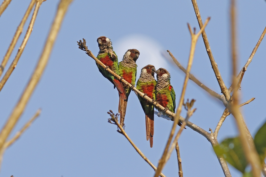 NordesteEco's tweet photo. Periquito Cara-Suja será reintroduzido na Serra da Aratanha, em Pacatuba, na Região Metropolitana de Fortaleza (RMF) | Foto: Fábio Nunes
Leia: https://t.co/YsRfROpRN7
#biodiversidade #ceara #nordeste #pacatuba #periquitocarasuja #refugiodevidasilvestre #unidadedeconservacao https://t.co/4xYeHSGMvK
