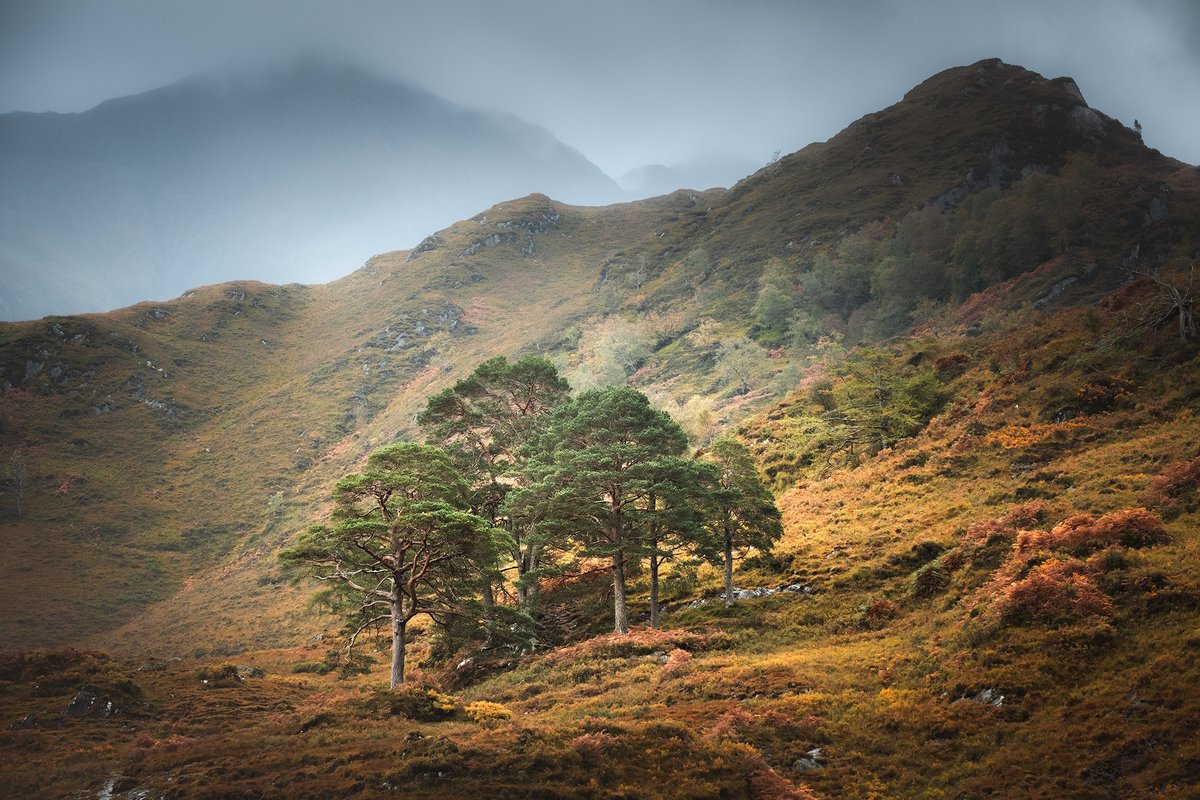 DamianShields1's tweet image. Scots Pines, Glen Shiel #Lochalsh #Scotland #Highlands damianshields.com