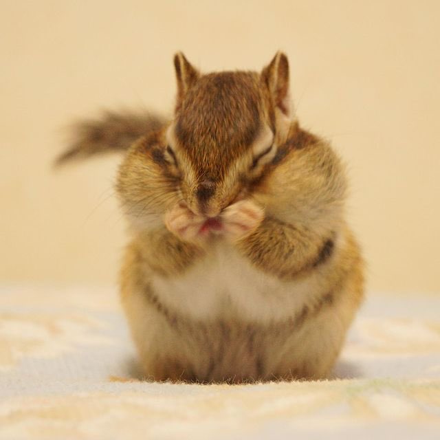 성우야 너어는 진짜 귀여운 다람지야