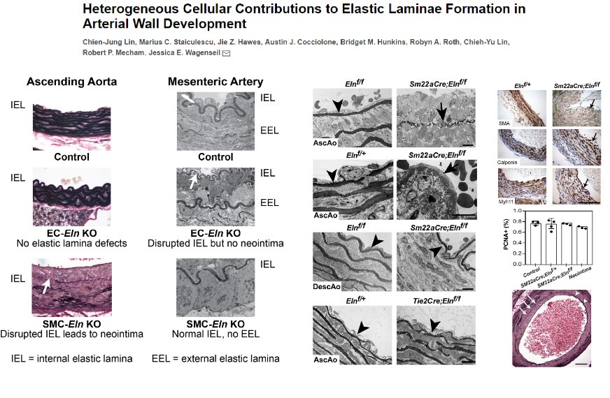 HaoYin20's tweet photo. #EndothelialCell #Elastogenesis
Amazingly, #EndothelialCell elastin directly contributes to the formation of #InternalElasticLamina of muscular arteries & some elastic (femoral, renal) arteries
Dr. Jessica Wagenseil lab @CircRes 2019
@JessicaWagense1
https://t.co/lvwQhYuIAB https://t.co/Nm0SP9AT8L